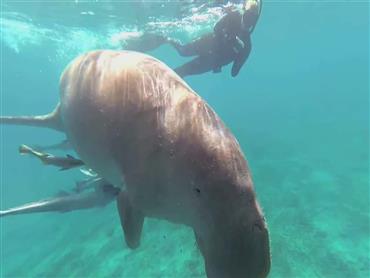 Marsa Alam: Marsa Mubarak and Marsa El Shona Snorkeling Tour