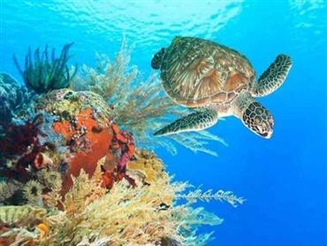 Private Turtle Excursion Abu Dabbab Snorkeling Tour